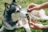 Get Possible Detail of Best pets cbd oil ?