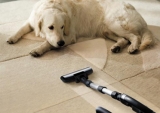 How to Remove Pet Stains and Odours?