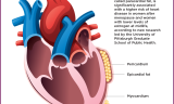 Menopause and Heart Disease: What Are Risk Factors?