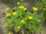 A Glimpse of What Lies Ahead for the Botanical Pesticides Market