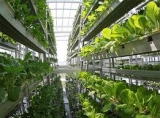 Vertical Farming  Market By Competitive Landscape, Geographic & End-User Segment