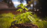 The Latest Developments & Future Outlook Of The Adjuvants Market Analysis