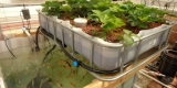 A Glimpse of What Lies Ahead for the Aquaponics Market Trends and Outlook 2018