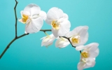 Whatistheplant Will Help You Identify Any Plant